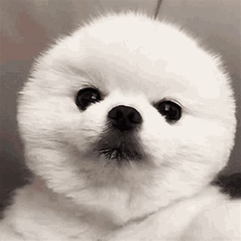 cute dog gif